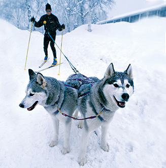 Skijoring met honde