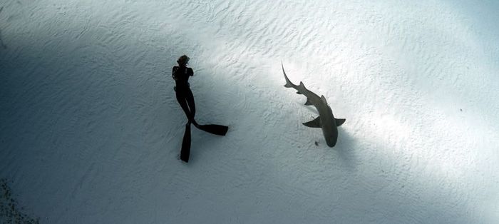 Фридайвинг с акулами